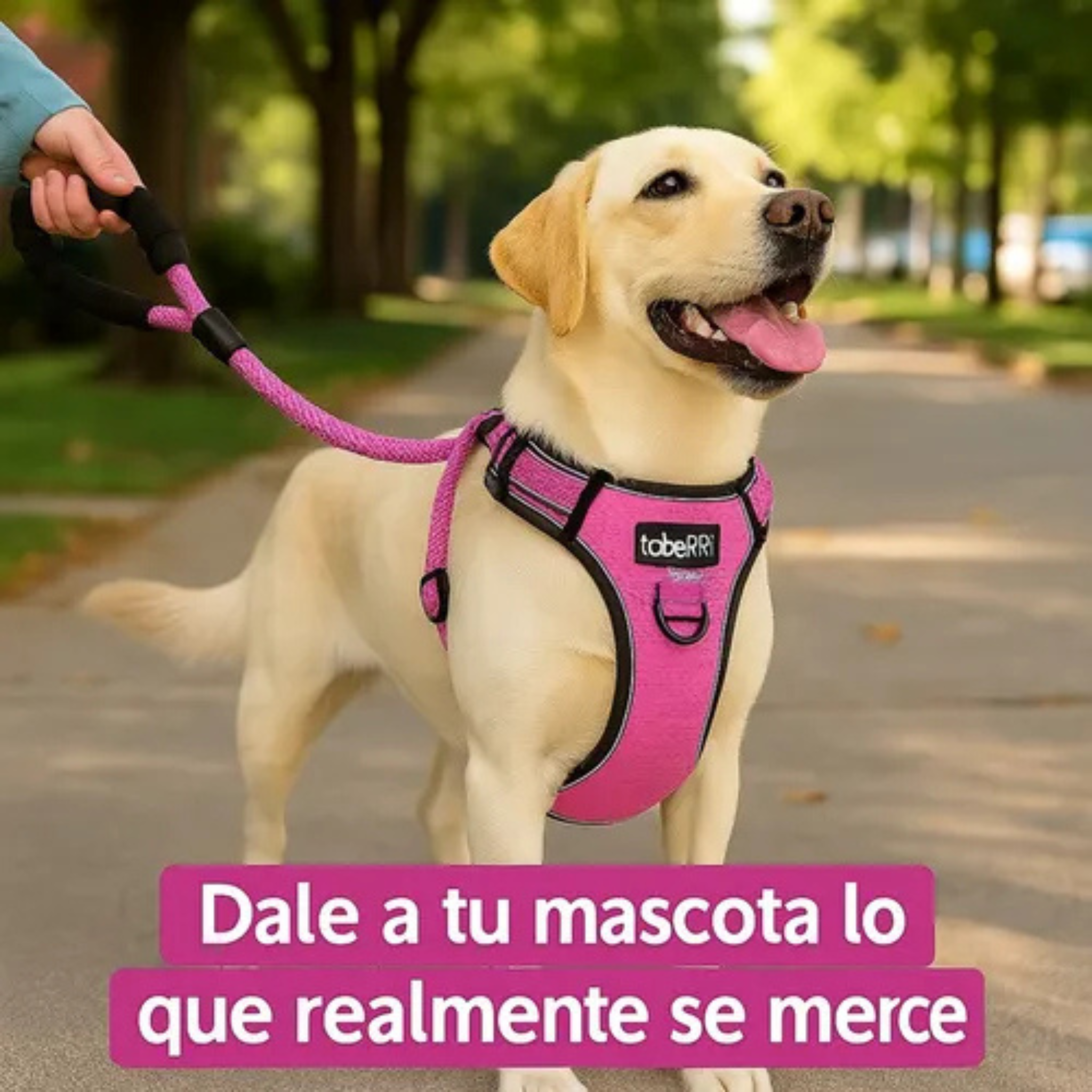 Pechera Arnés Anti Tirones + Correa Para Paseo Perro O Gato Talle S, M, L y XL